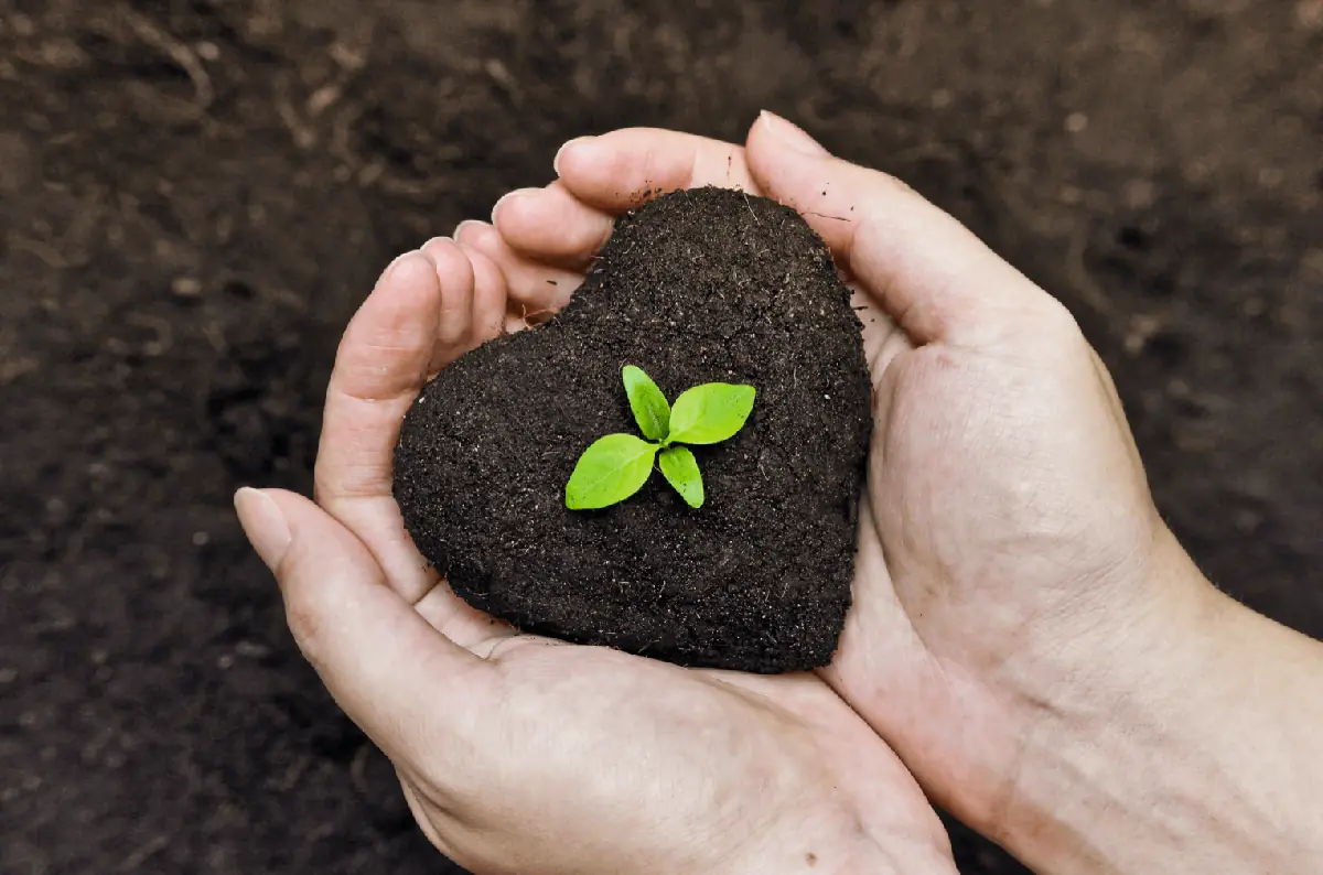 Seed to Strong Root
